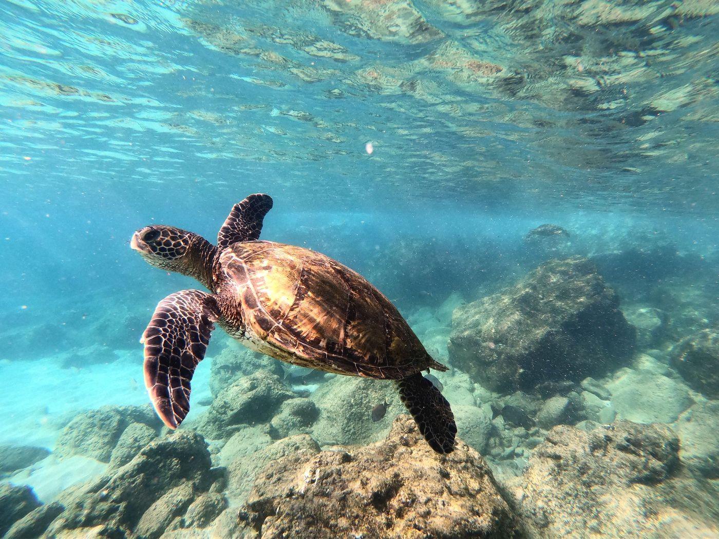 A sea turtle gliding over a shallow sandy seabed